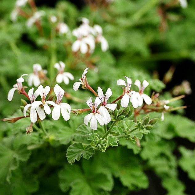 Duft-Pelargonie (Pelargonium x fragans)