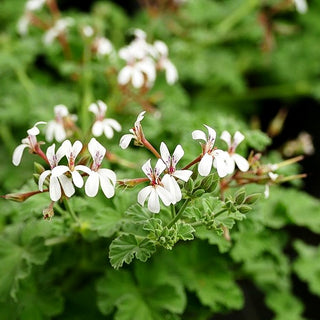 Duft-Pelargonie (Pelargonium x fragans)