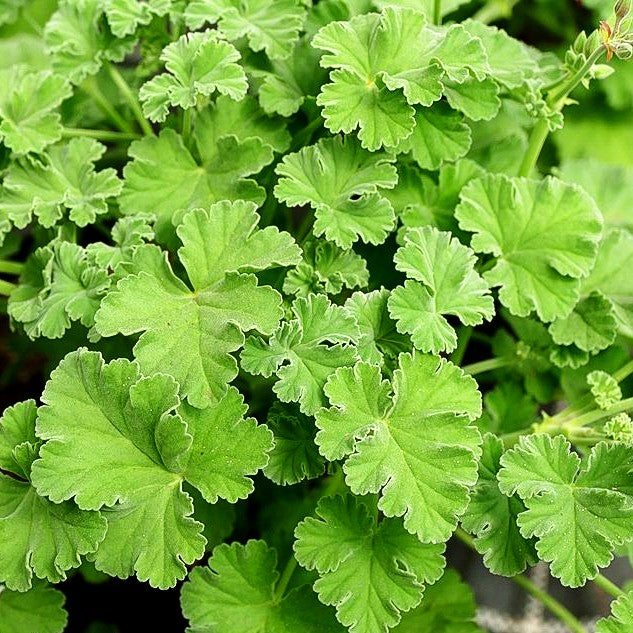 Duft-Pelargonie (Pelargonium x fragans)