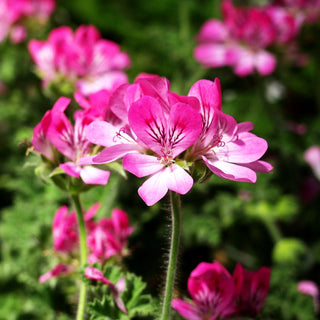 Duft-Pelargonie 'Pink Capitatum' (Pelargonium x cult.)