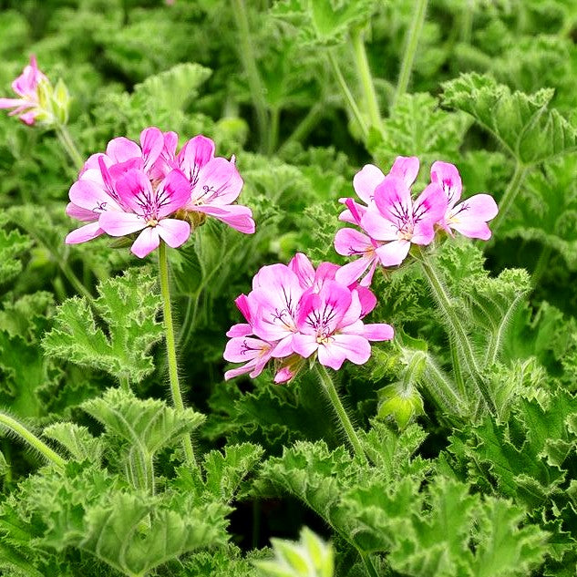 Duft-Pelargonie 'Pink Capitatum' (Pelargonium x cult.)