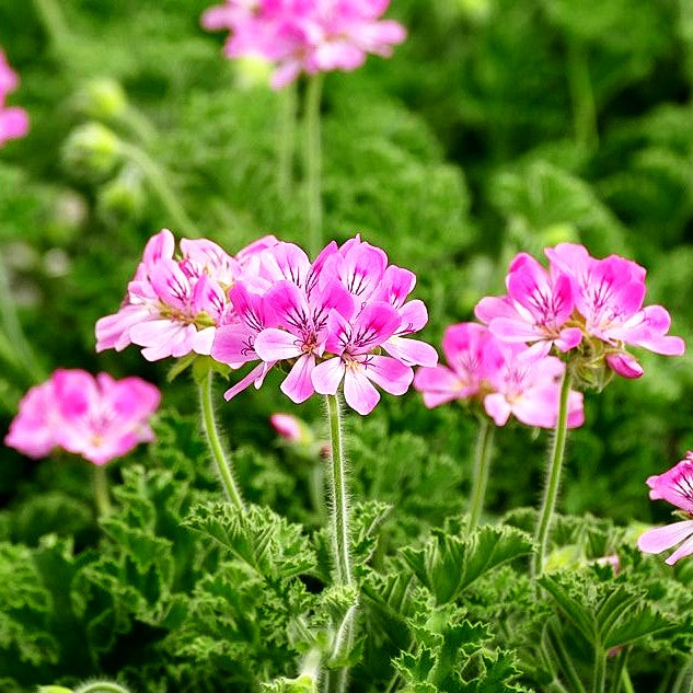 Duft-Pelargonie 'Pink Capitatum' (Pelargonium x cult.)