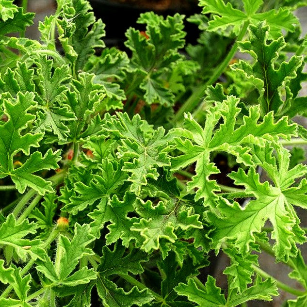 Duft-Pelargonie 'Red Nut' (Pelargonium x cult.)