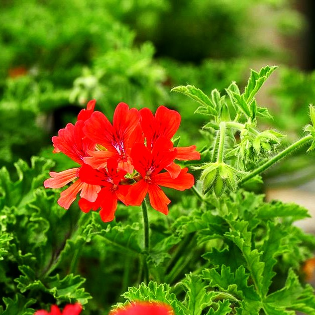 Duft-Pelargonie 'Red Nut' (Pelargonium x cult.)