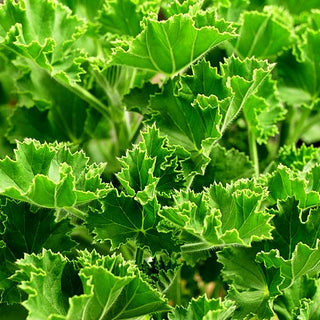 Duft-Pelargonie 'Torento' (Pelargonium nervosum)
