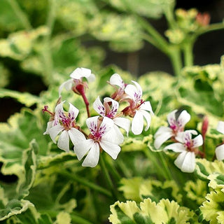 Duft-Pelargonie 'Variegatum' (Pelargonium x fragans)