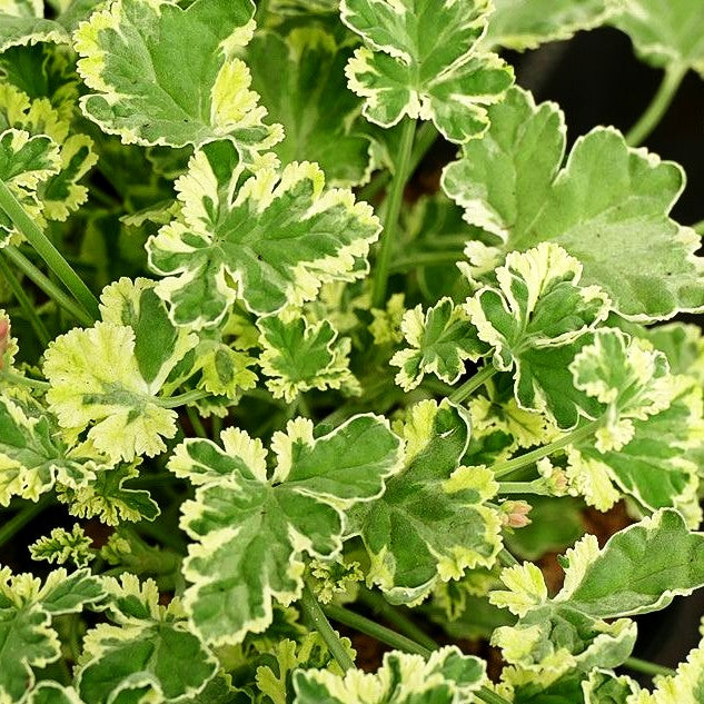 Duft-Pelargonie 'Variegatum' (Pelargonium x fragans)