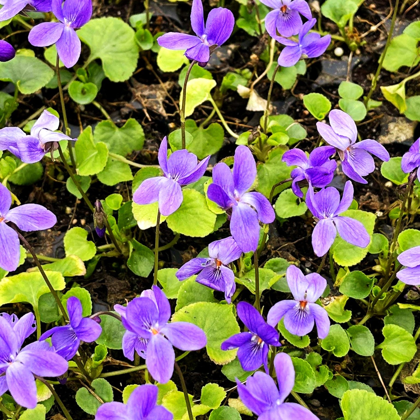 Duft-Veilchen 'Königin Charlotte' (Viola odorata)