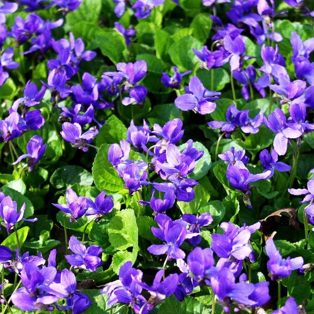 Duft-Veilchen 'Königin Charlotte' (Viola odorata)
