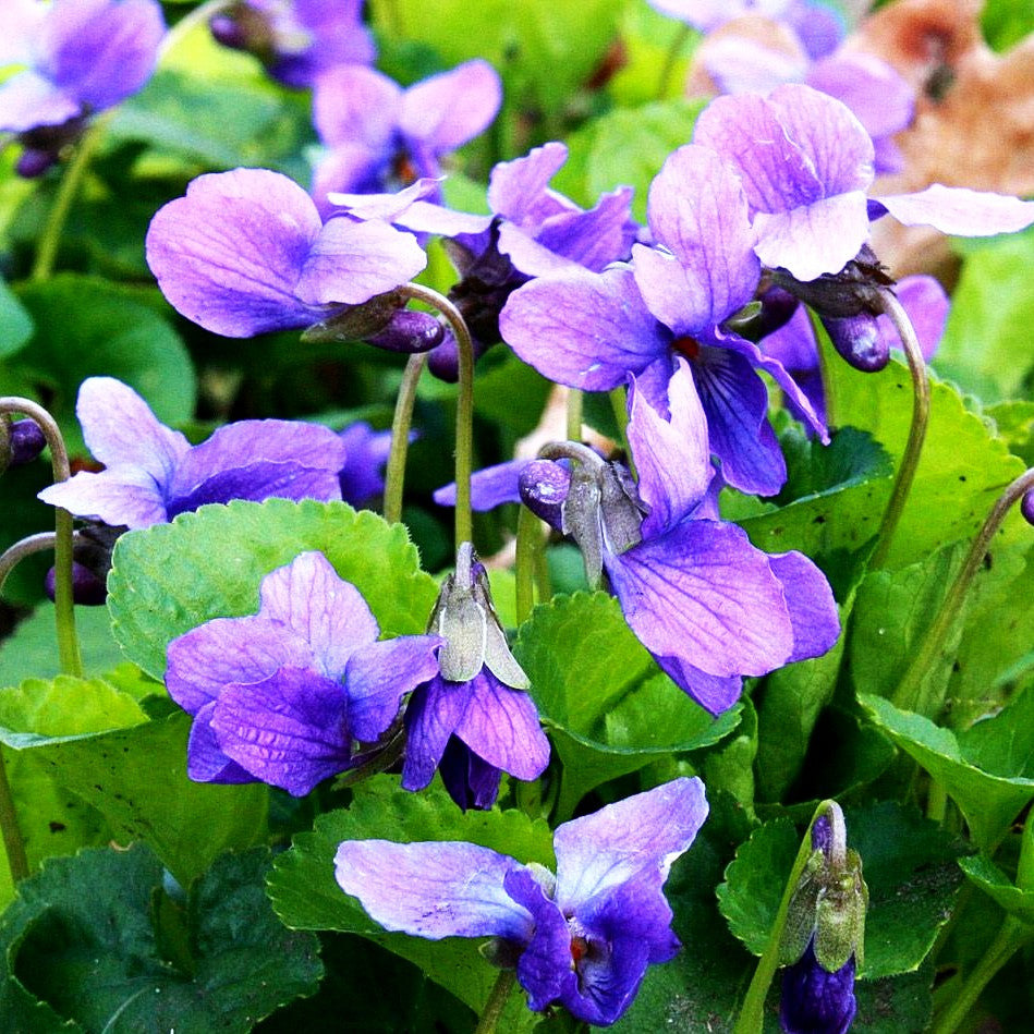 Duft-Veilchen 'Königin Charlotte' (Viola odorata)