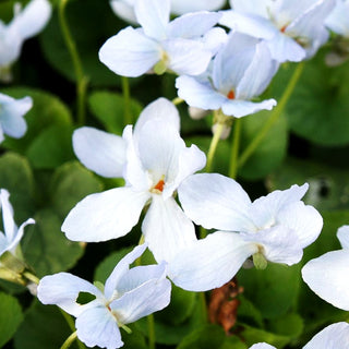 Duft-Veilchen 'Schneekönigin' (Viola odorata)