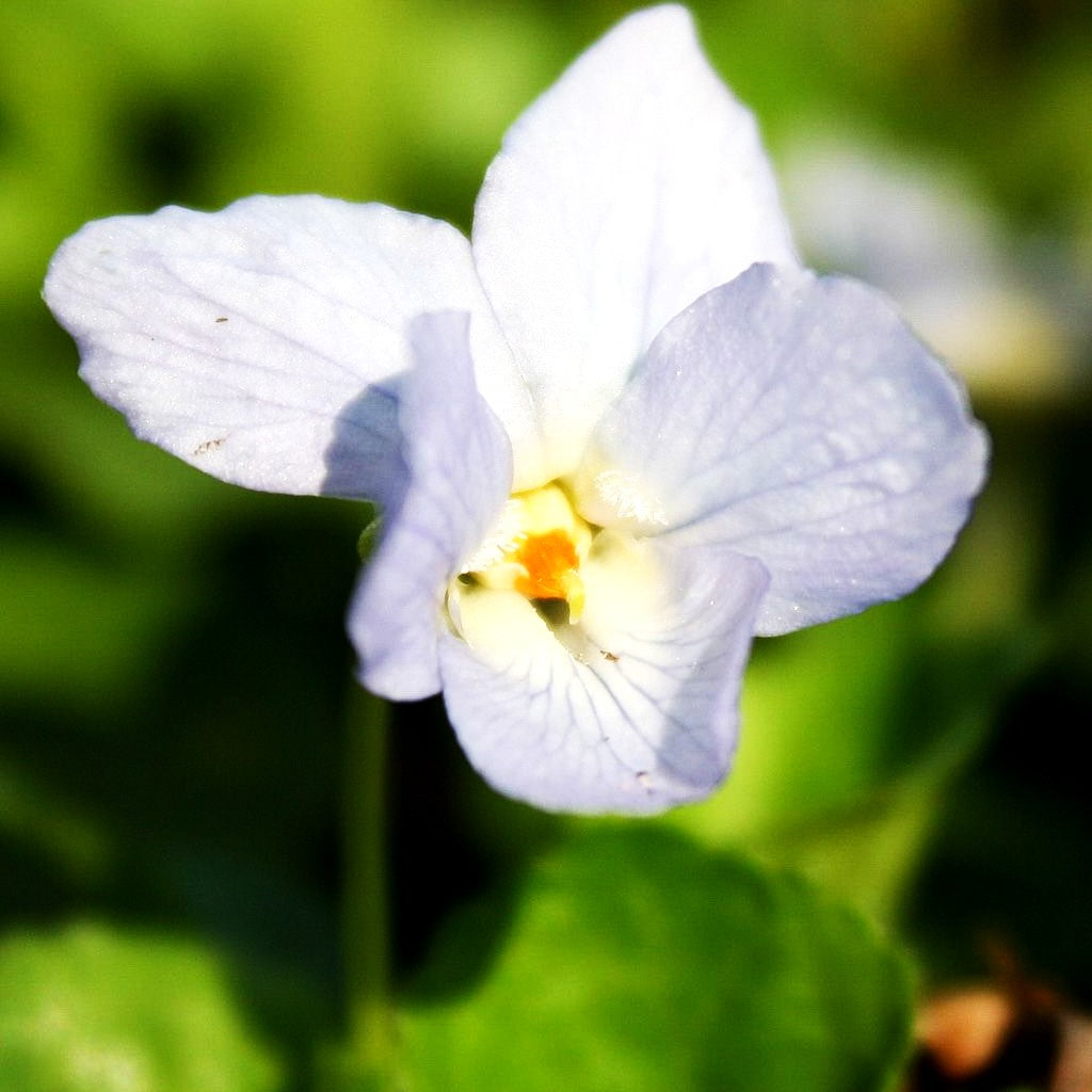 Duft-Veilchen 'Schneekönigin' (Viola odorata)