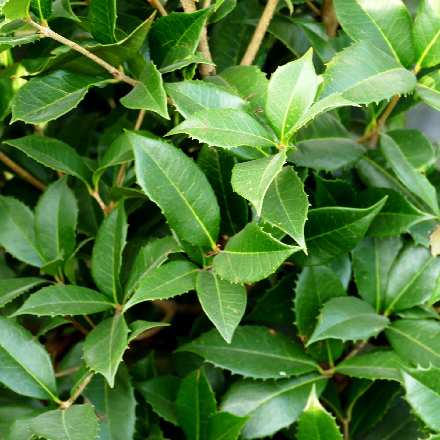 Duftblüte (Osmanthus armatus)