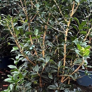 Duftblüte (Osmanthus armatus)