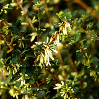 Duftblüte (Osmanthus delavayi)