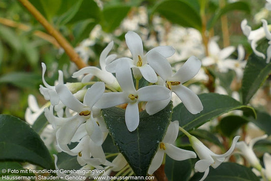 Duftblüte (Osmanthus x burkwoodii)