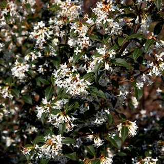 Duftblüte (Osmanthus x burkwoodii)