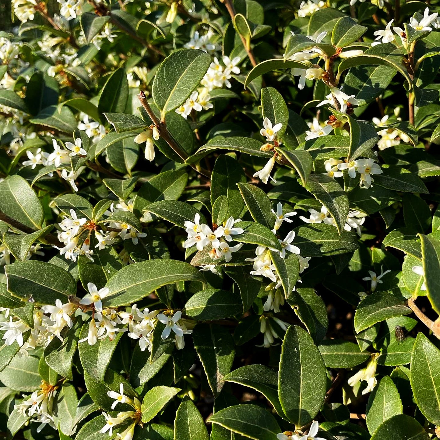 Duftblüte (Osmanthus x burkwoodii)