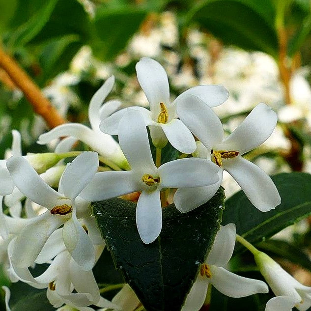 Duftblüte (Osmanthus x burkwoodii)