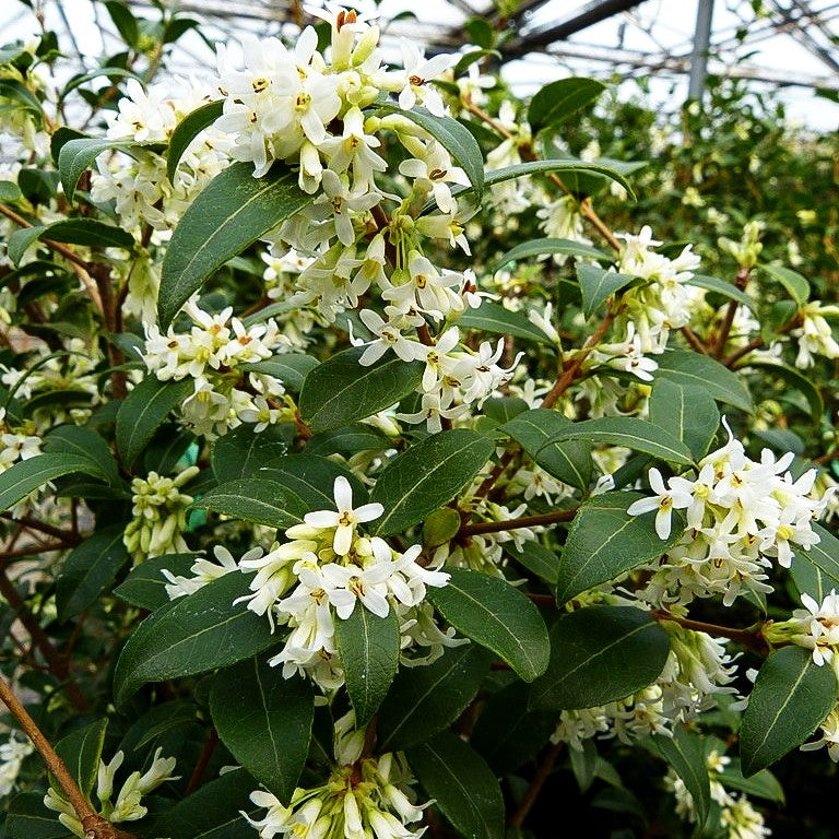 Duftblüte (Osmanthus x burkwoodii)