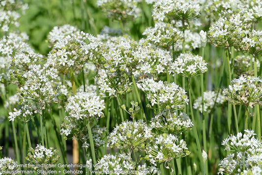 Duftblüten-Knoblauch (Allium ramosum)