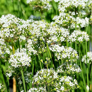 Duftblüten-Knoblauch (Allium ramosum)