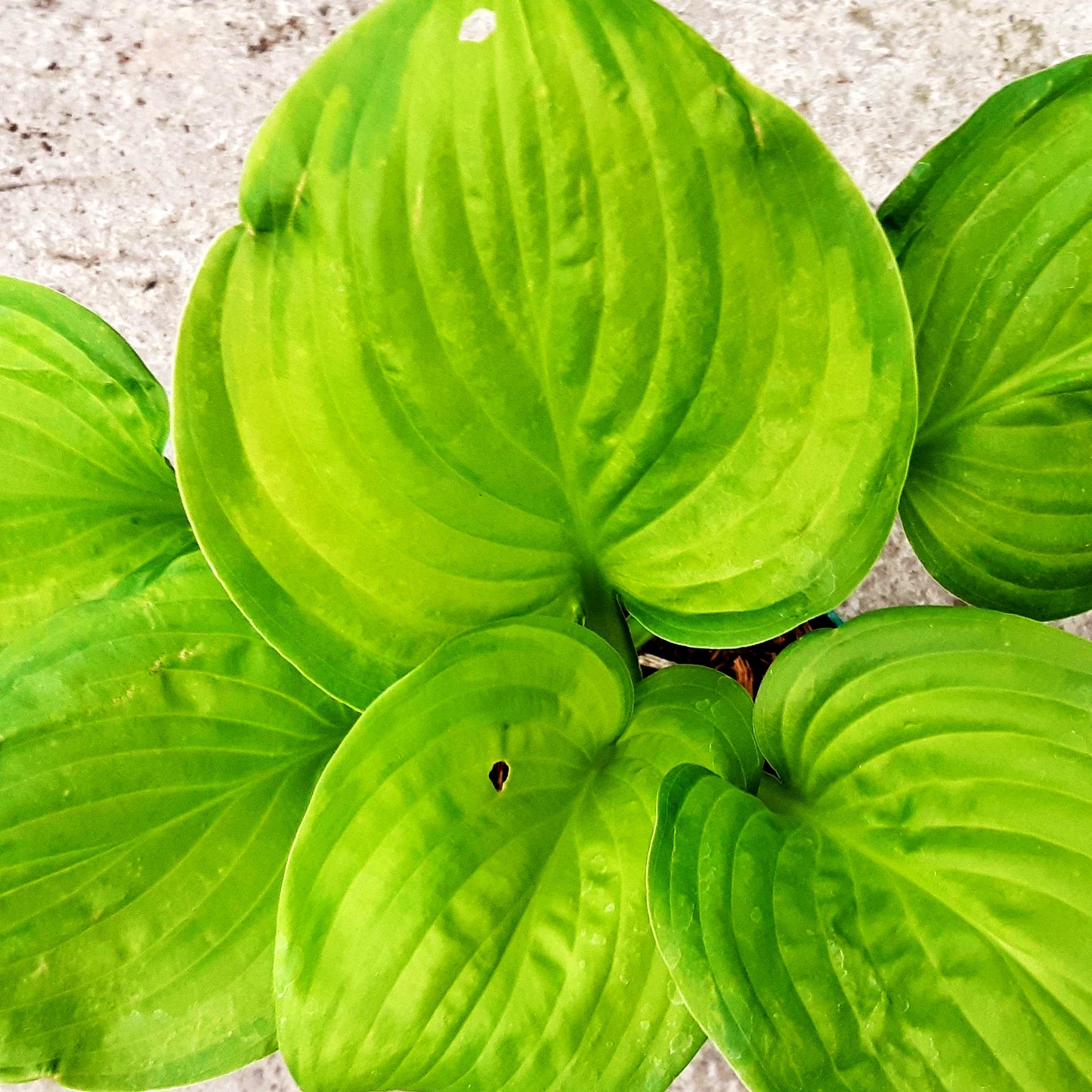 Duftende Grünrand-Gold-Funkie 'Guacamole' (Hosta plantaginea)