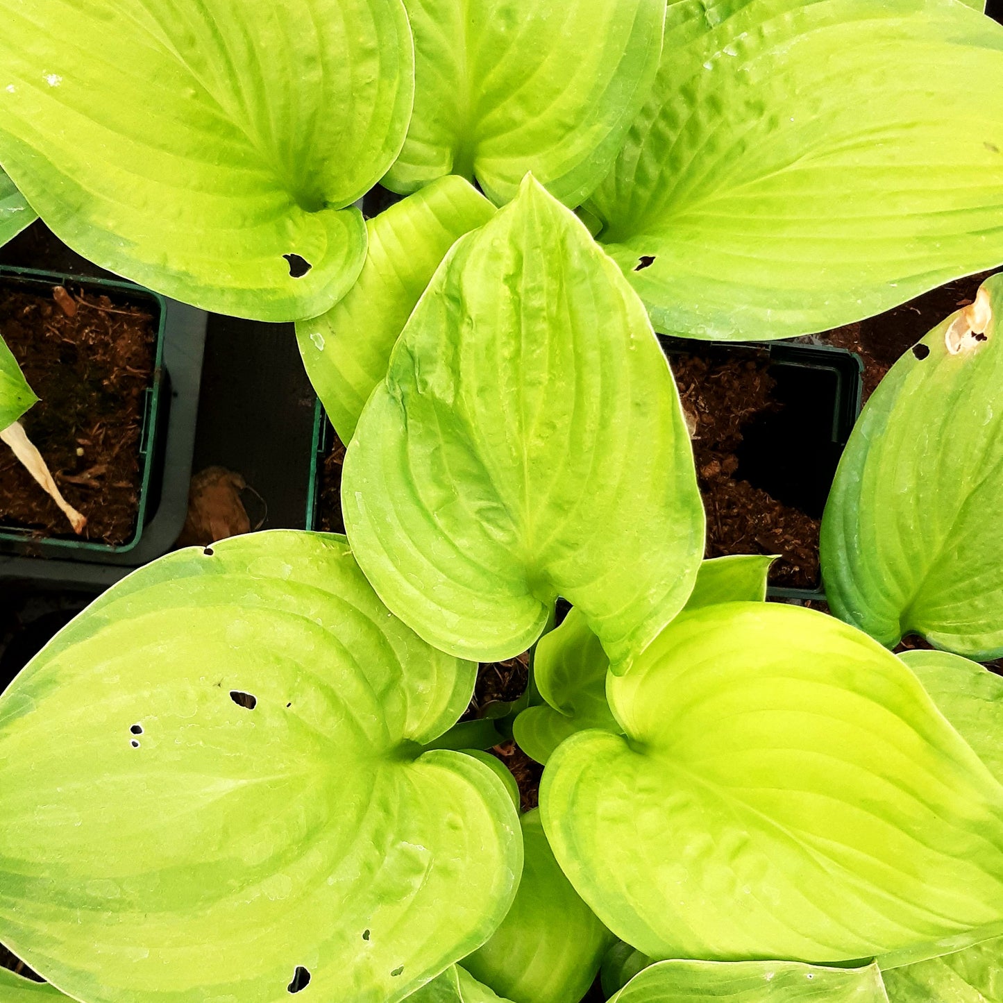 Duftende Grünrand-Gold-Funkie 'Guacamole' (Hosta plantaginea)