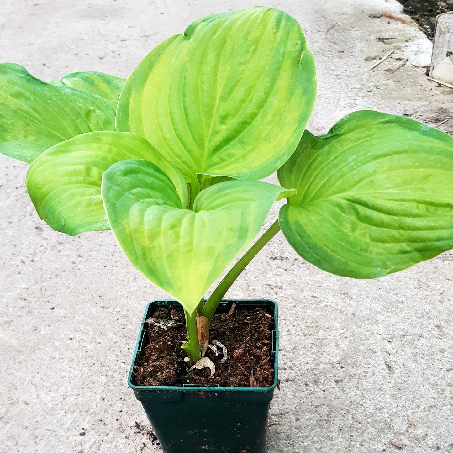 Duftende Grünrand-Gold-Funkie 'Guacamole' (Hosta plantaginea)