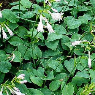 Duftende Lilien-Funkie 'Fragrant Blue' (Hosta plantaginea)