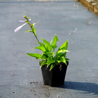 Duftende Lilien-Funkie 'Invincible' (Hosta plantaginea)