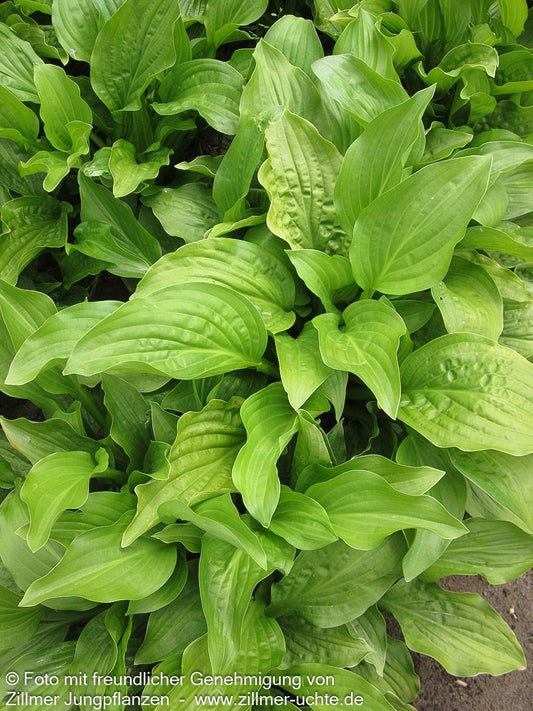 Duftende Lilien-Funkie 'Royal Standard' (Hosta plantaginea)