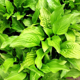 Duftende Lilien-Funkie 'Royal Standard' (Hosta plantaginea)