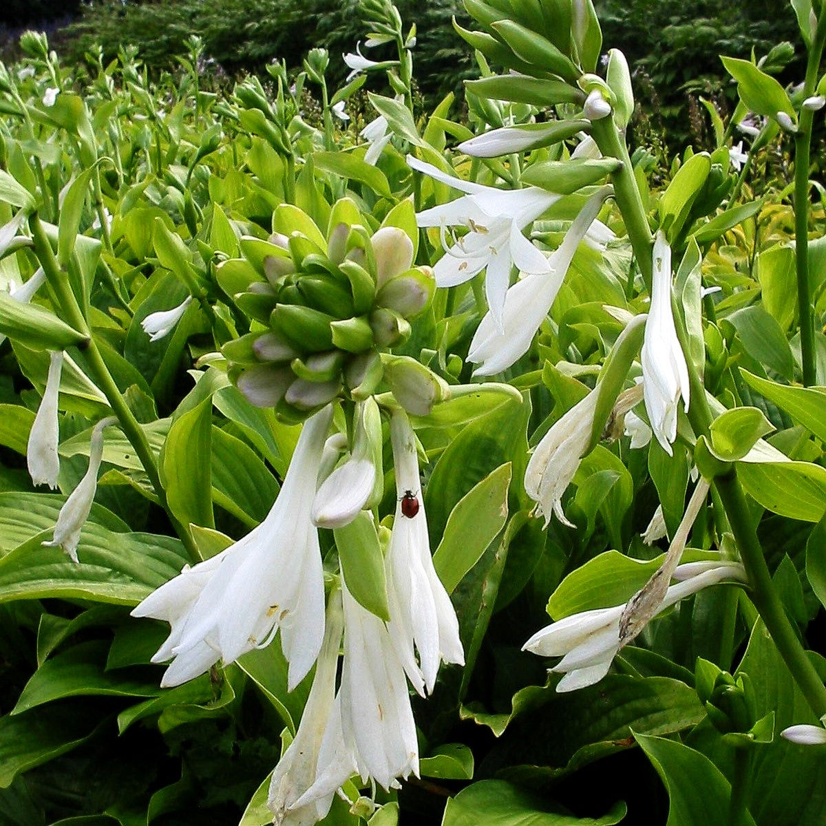 Duftende Lilien-Funkie 'Royal Standard' (Hosta plantaginea)