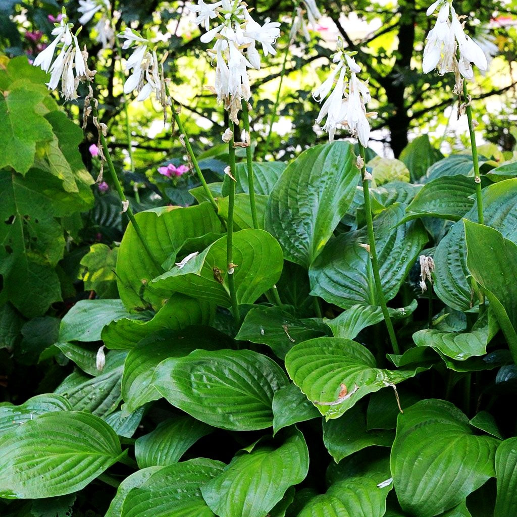 Duftende Lilien-Funkie 'Royal Standard' (Hosta plantaginea)