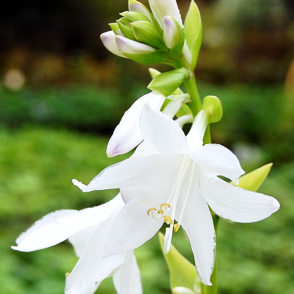 Duftende Lilien-Funkie 'Royal Standard' (Hosta plantaginea)