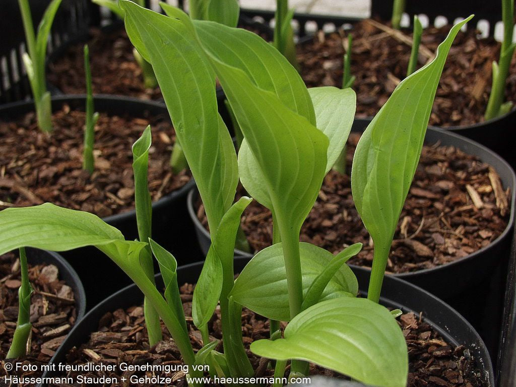 Duftende Lilien-Funkie 'Royal Standard' (Hosta plantaginea)