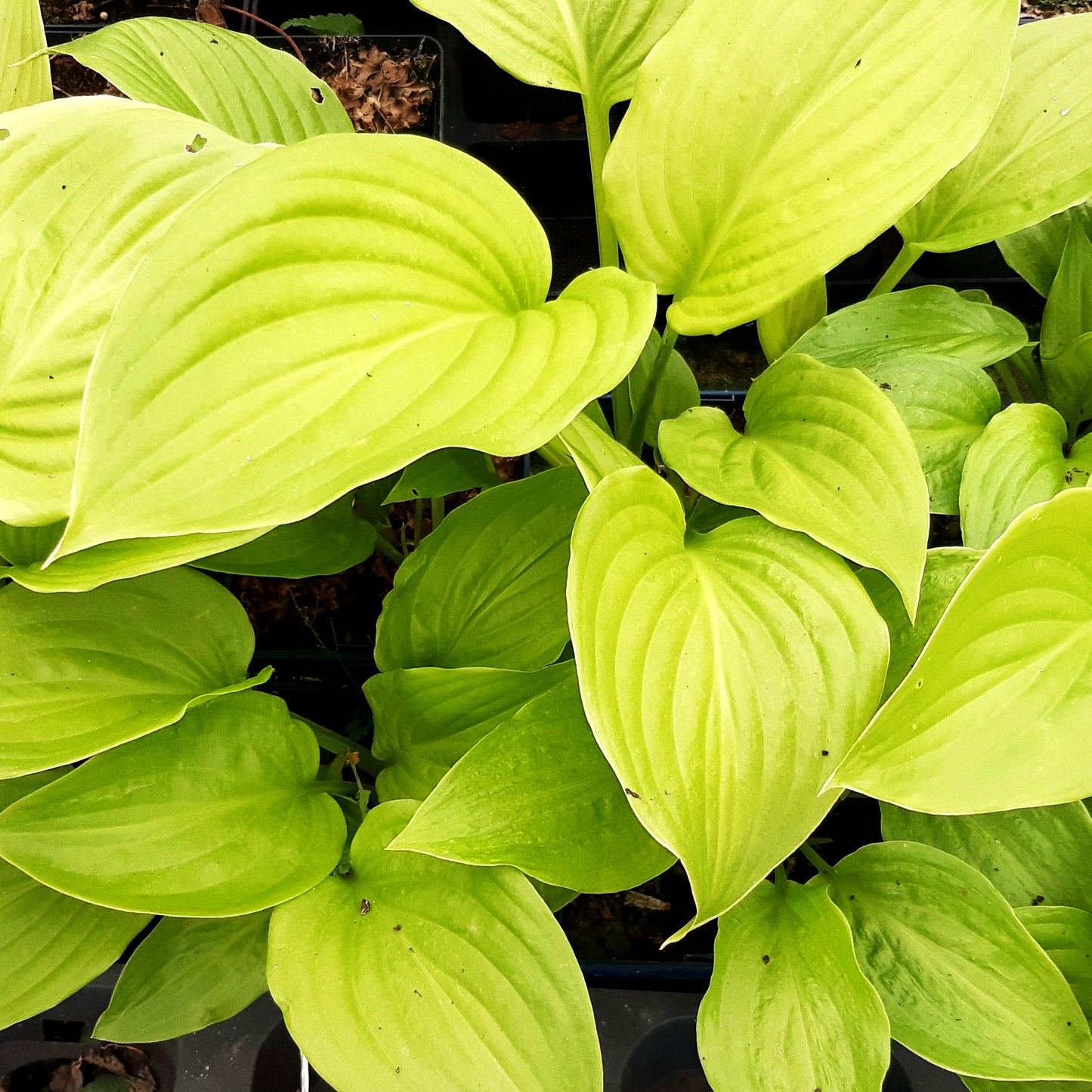 Duftende Lilien-Funkie 'Venus' (Hosta plantaginea)