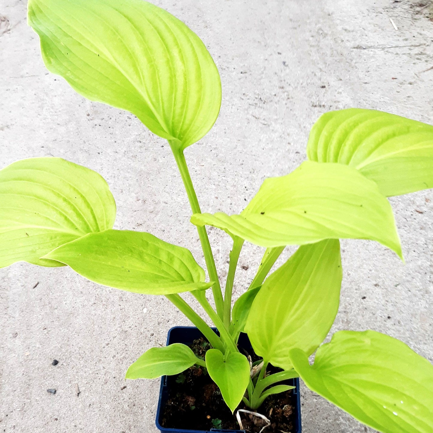 Duftende Lilien-Funkie 'Venus' (Hosta plantaginea)