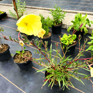 Duftende Nachtkerze 'Sulphurea' (Oenothera odorata)