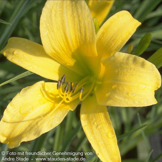 Duftende Zitronen-Taglilie (Hemerocallis citrina)