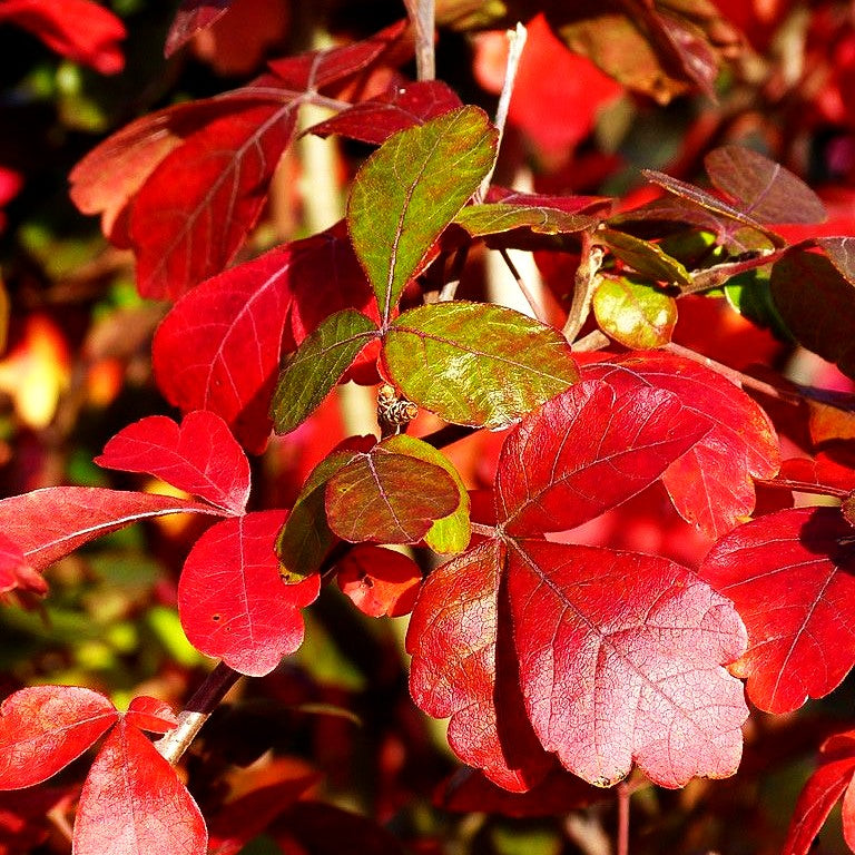 Duftender Essigbaum 'Grow Low' (Rhus aromatica)