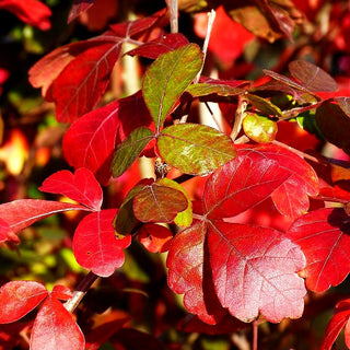 Duftender Essigbaum 'Grow Low' (Rhus aromatica)