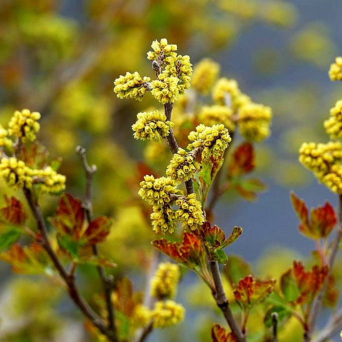 Duftender Essigbaum 'Grow Low' (Rhus aromatica)