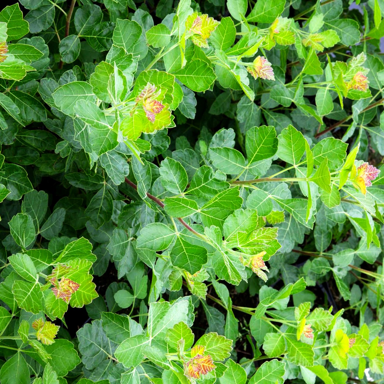 Duftender Essigbaum 'Grow Low' (Rhus aromatica)