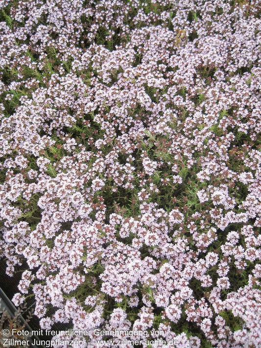 Duftender Thymian 'Duftkissen' (Thymus cherlerioides)