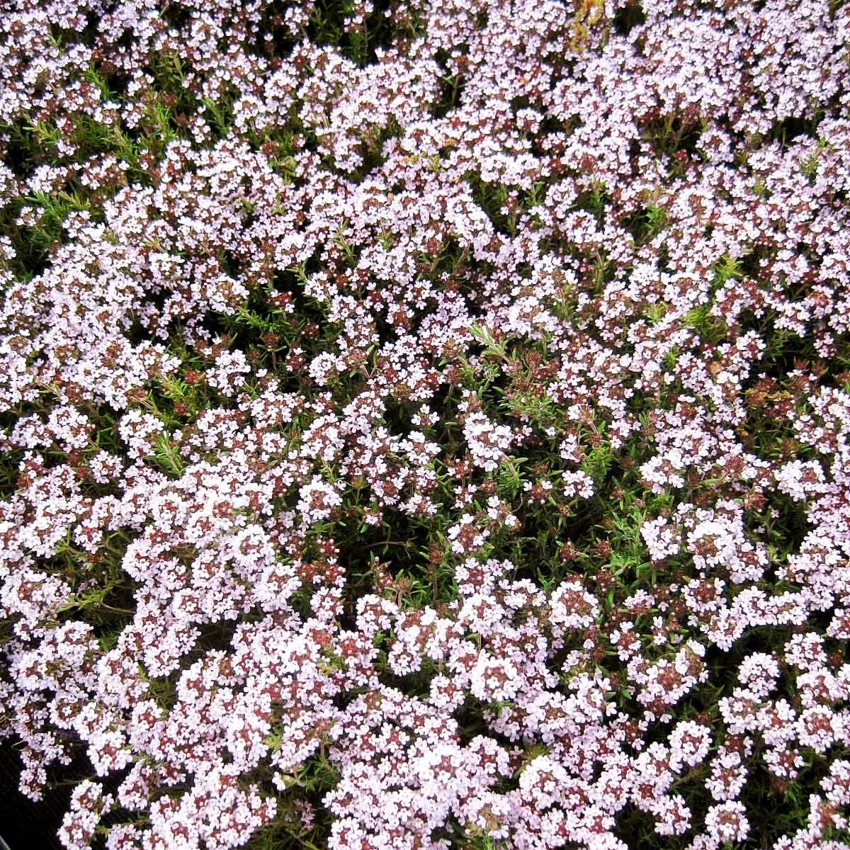 Duftender Thymian 'Duftkissen' (Thymus cherlerioides)