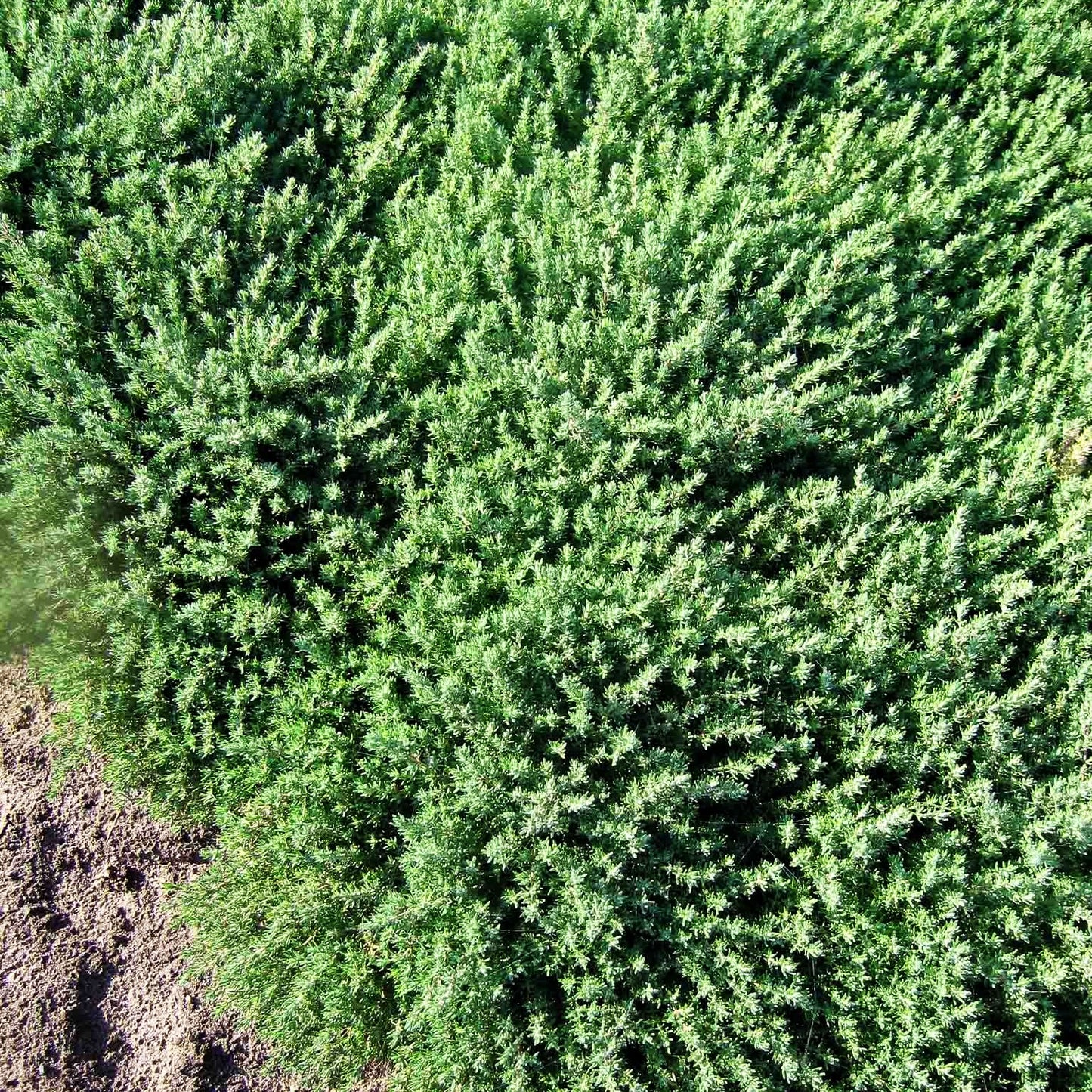 Duftender Thymian 'Duftkissen' (Thymus cherlerioides)