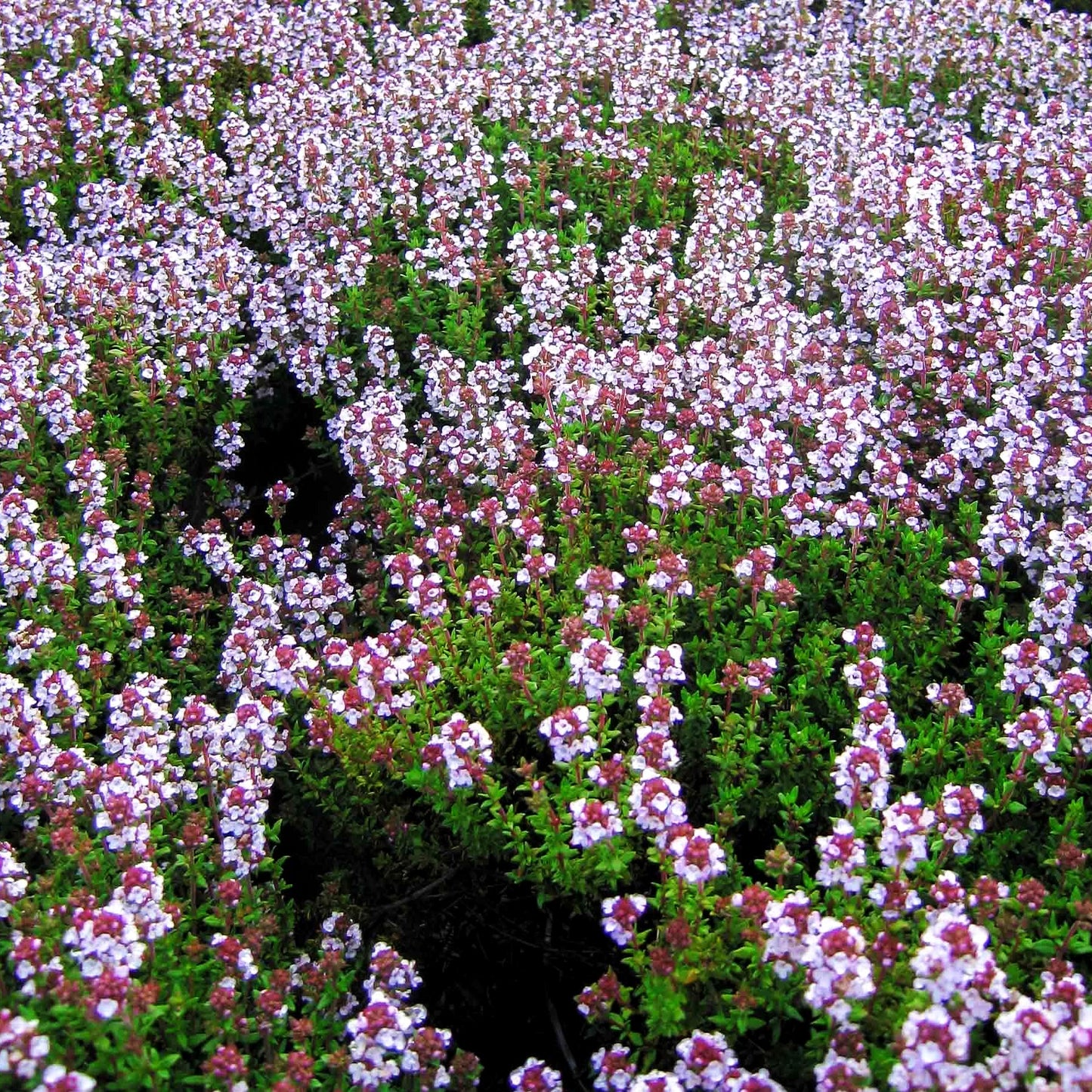 Duftender Thymian 'Duftkissen' (Thymus cherlerioides)