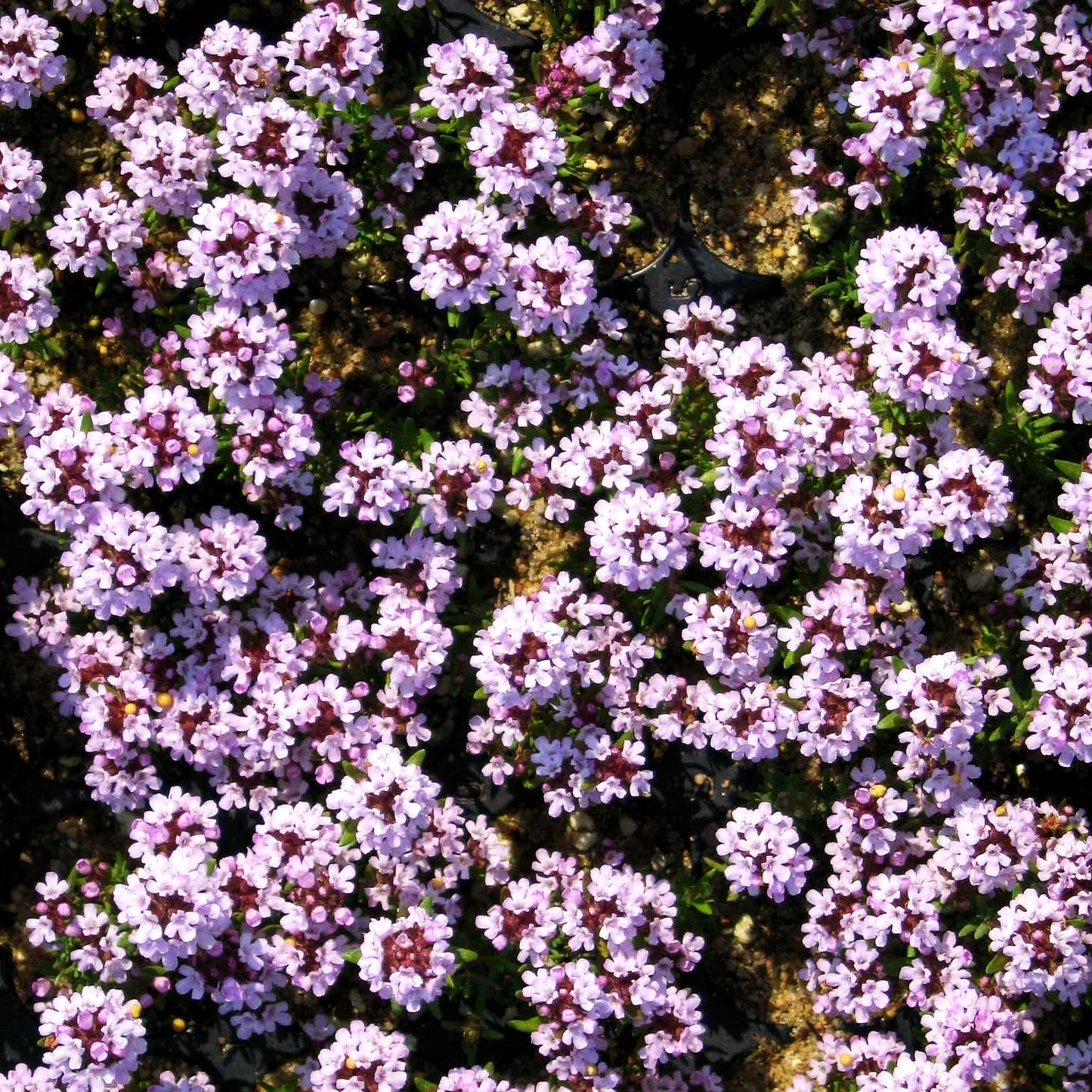 Duftender Thymian 'Duftkissen' (Thymus cherlerioides)